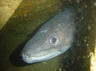  Diving Odyssee Bleue 
